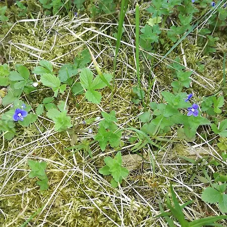 شقة Haus Gastl ارزل ام بيتزتال